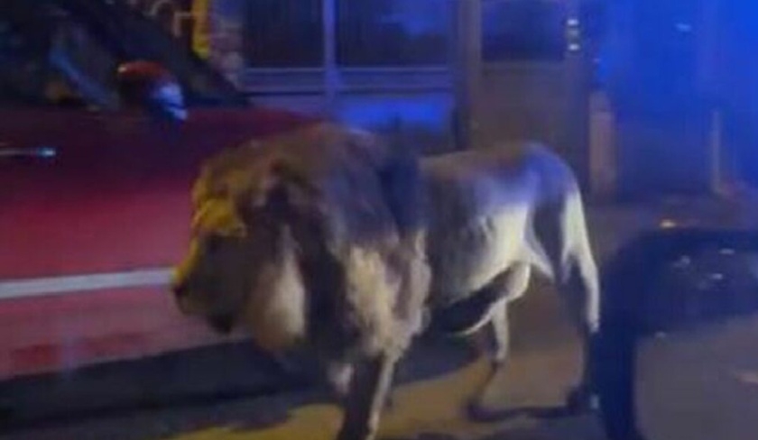 Un lion sest-il vraiment chapp dun cirque  Boumhal ?
